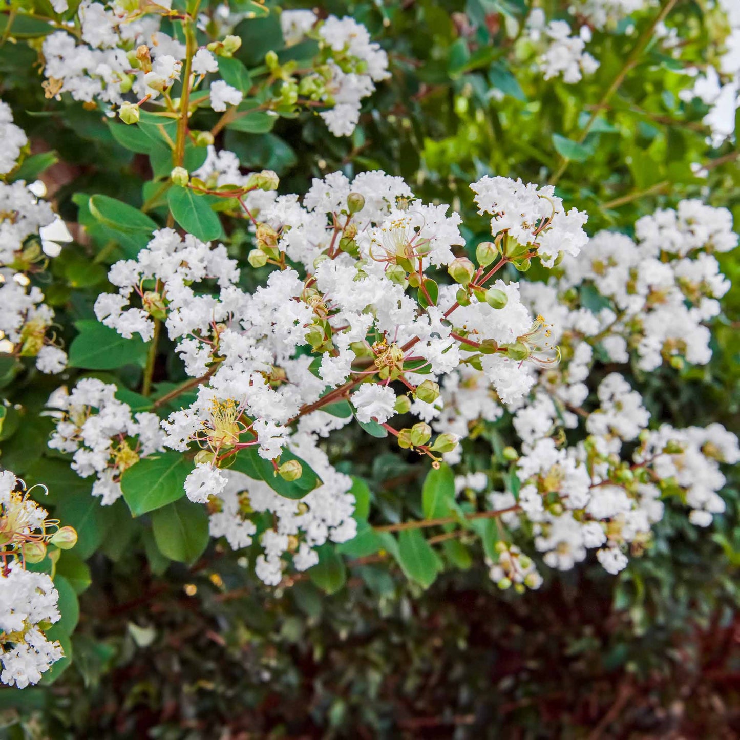 Natchez Crape Myrtle