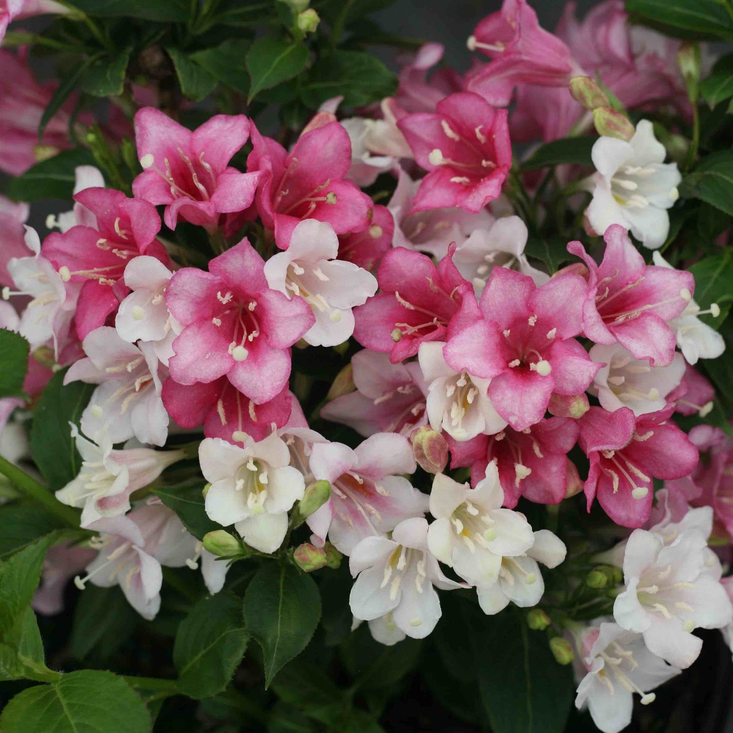 Czechmark Trilogy Weigela