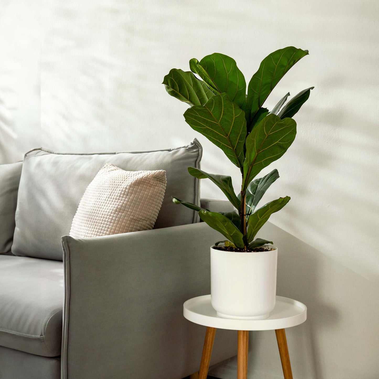 Fiddle Leaf Fig Tree