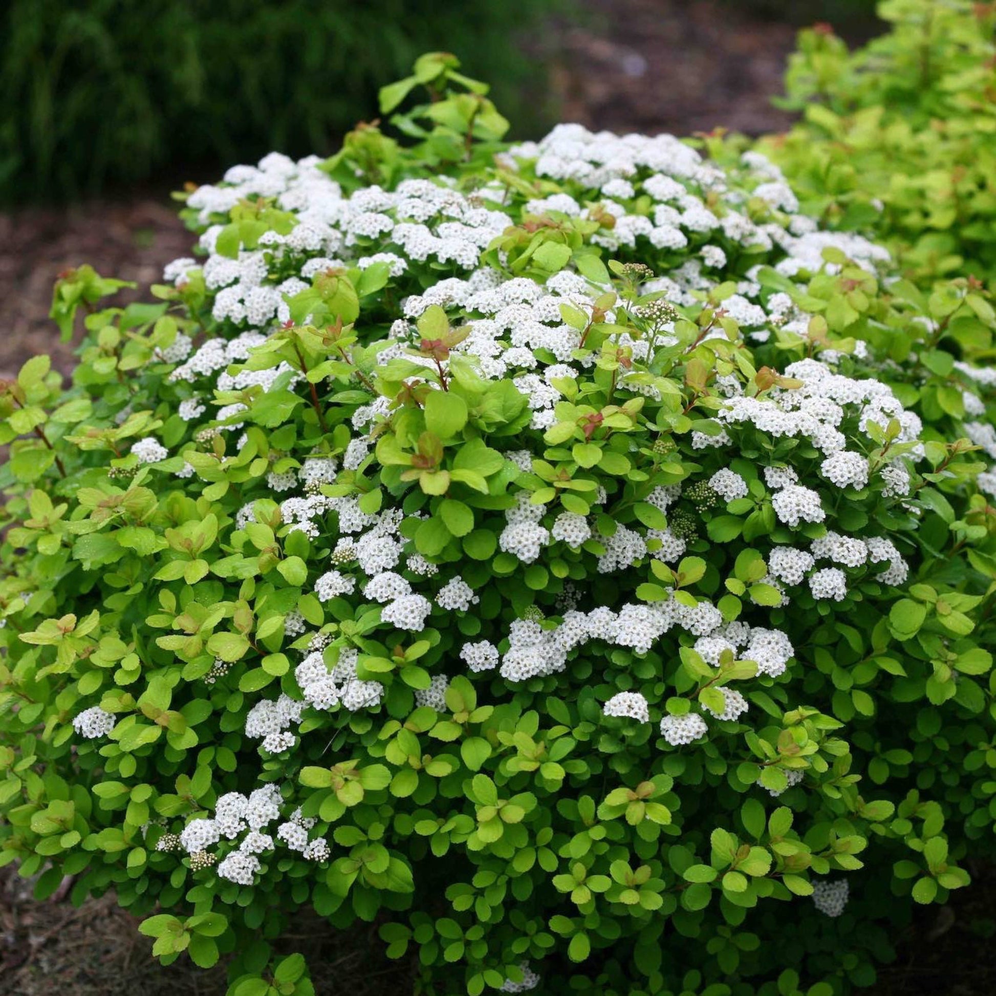 Glow Girl® Birchleaf Spiraea