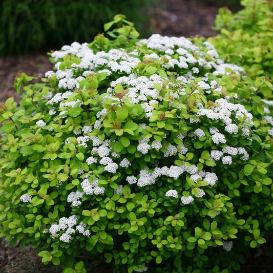 Glow Girl® Birchleaf Spiraea