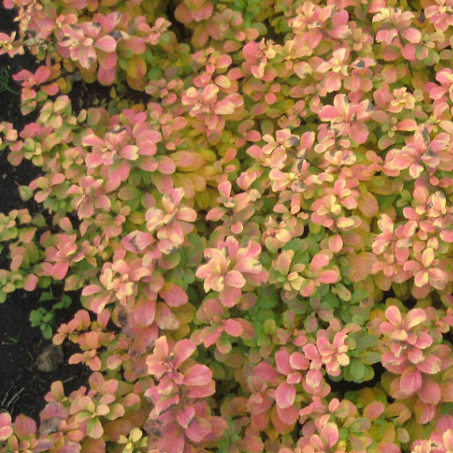Glow Girl® Birchleaf Spiraea