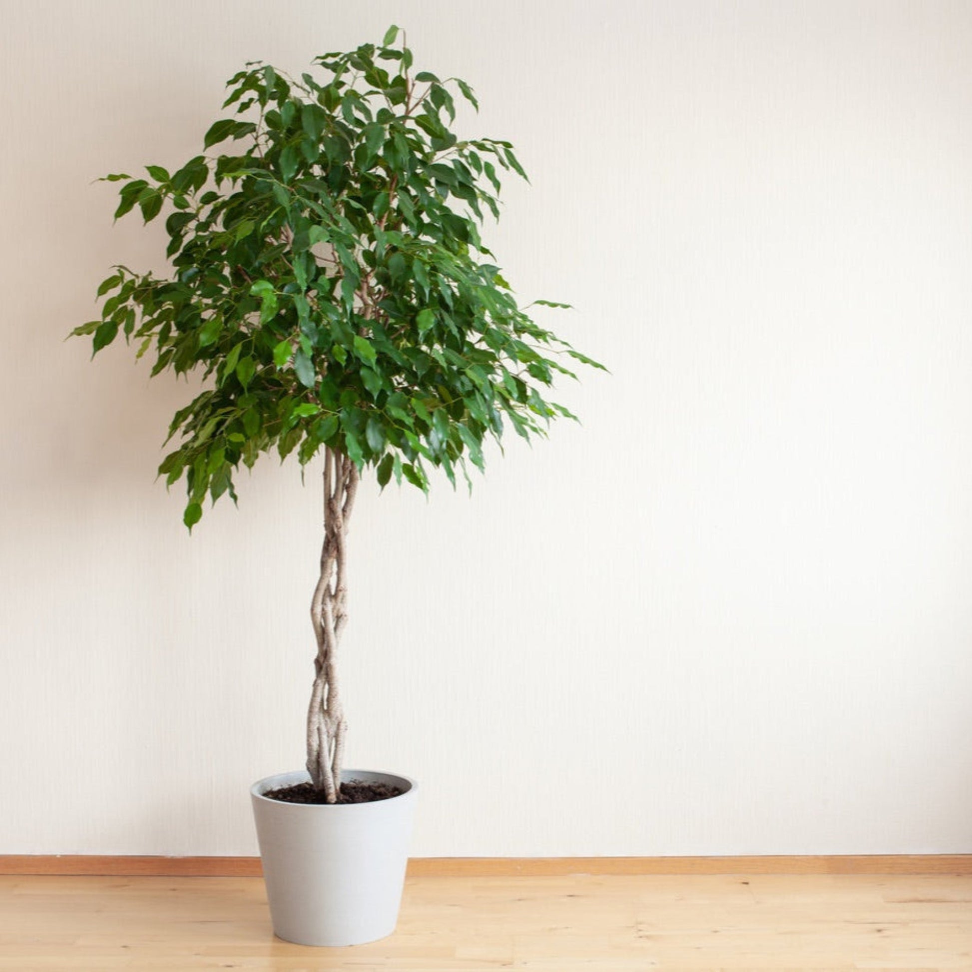 Braided Benjamina Ficus