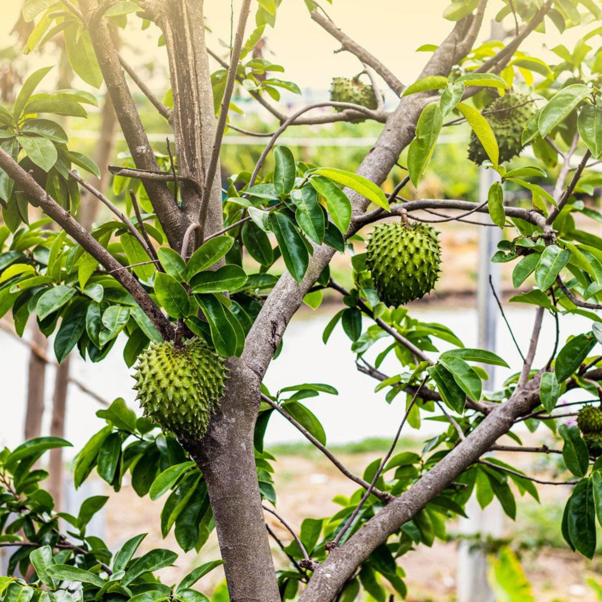 Soursop Tree