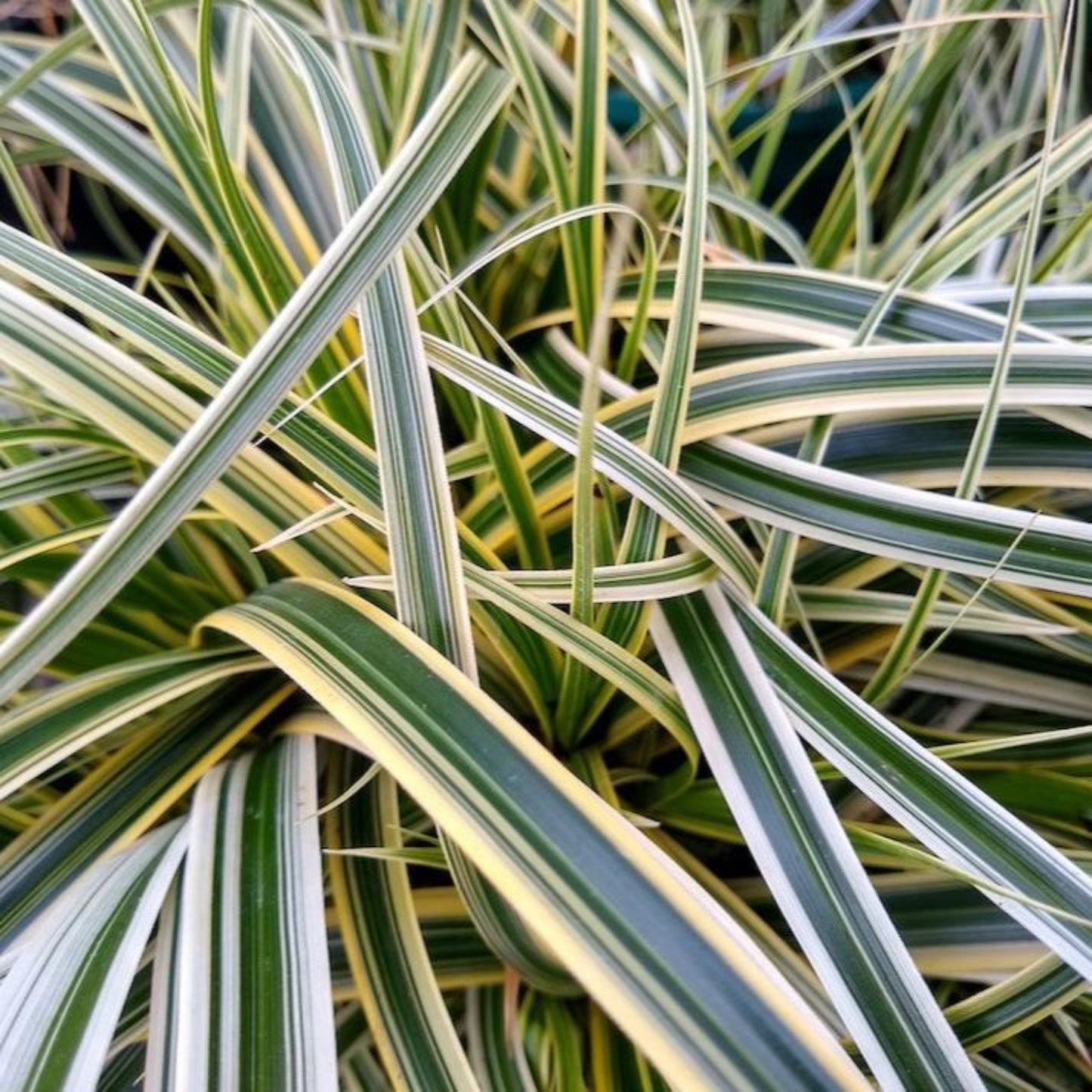 Carex Feather Falls Grass