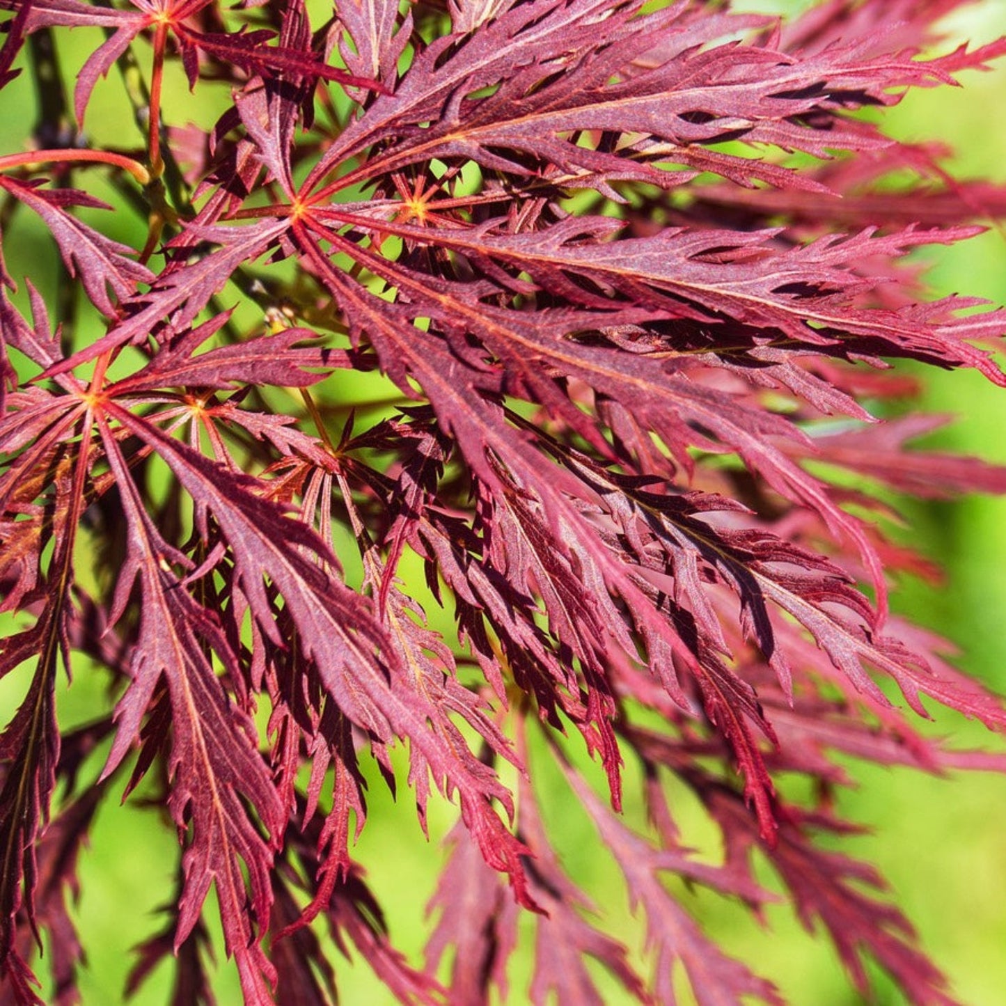Inaba Shidare Japanese Maple