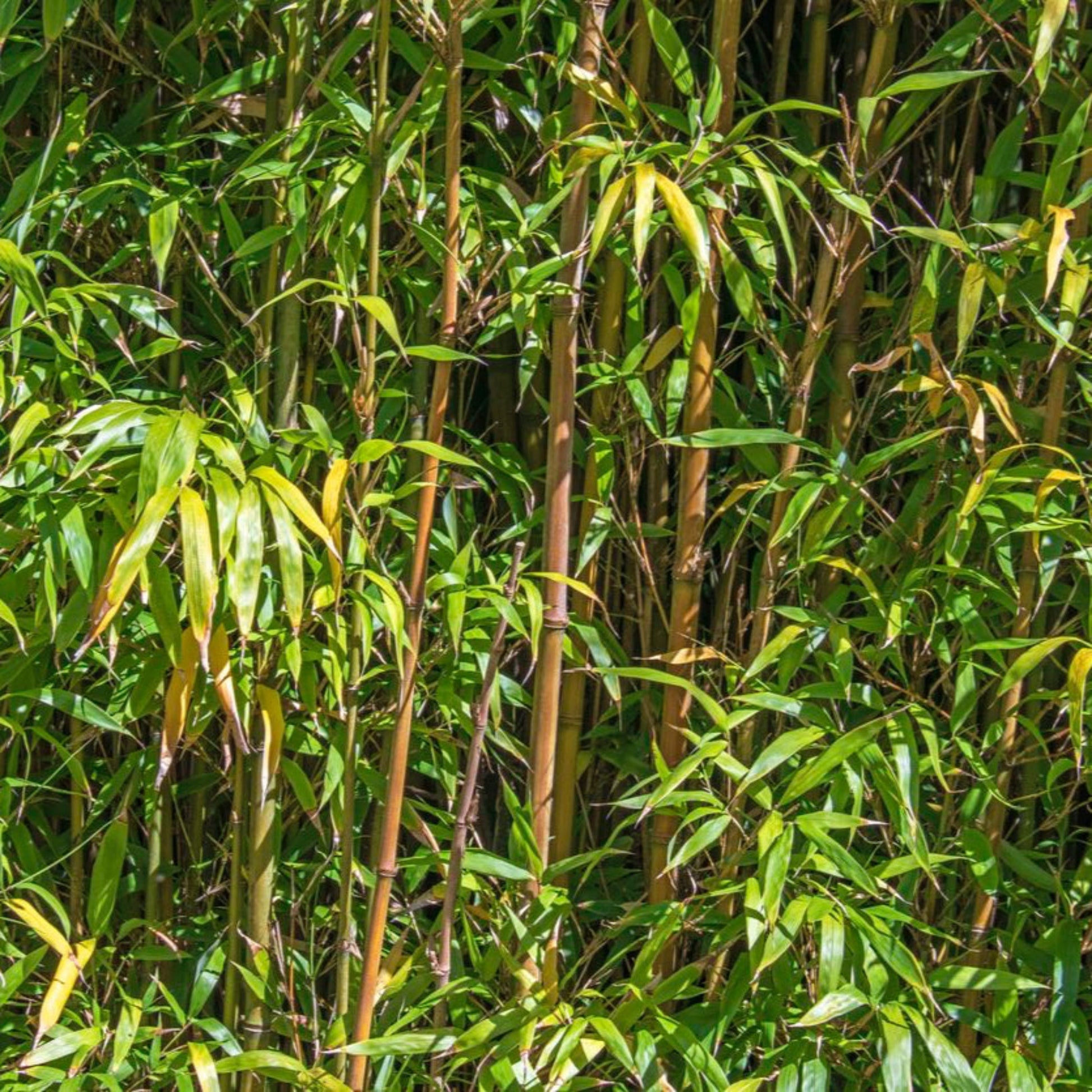 Alphonse Karr Bamboo