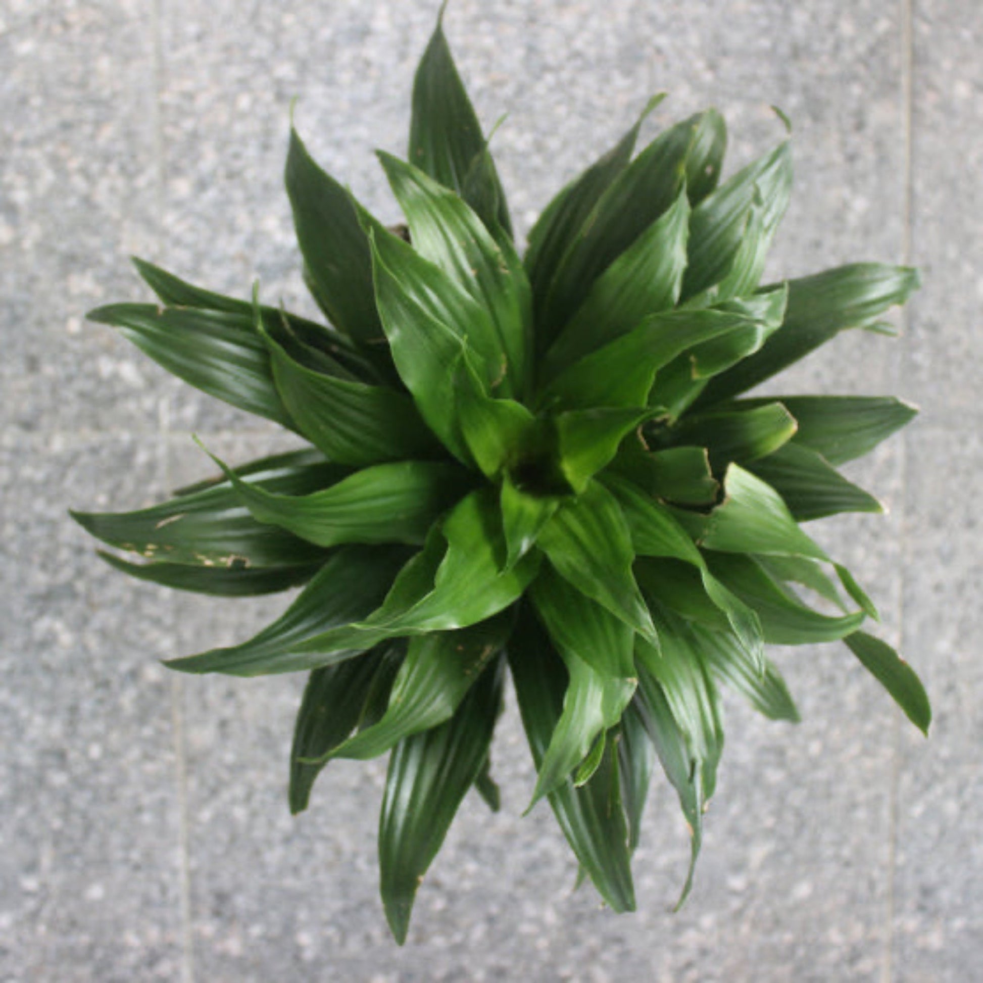 Janet Craig Dracaena