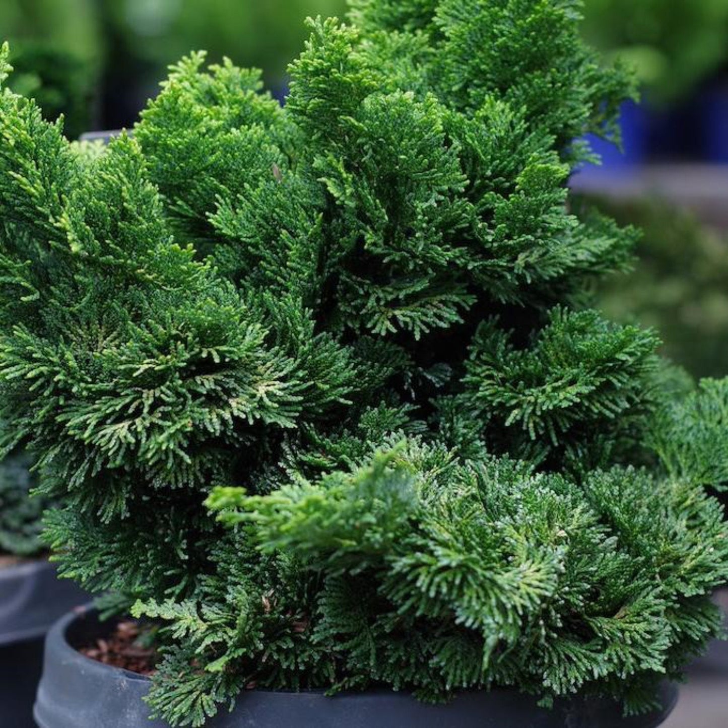 Dwarf Hinoki Cypress Tree