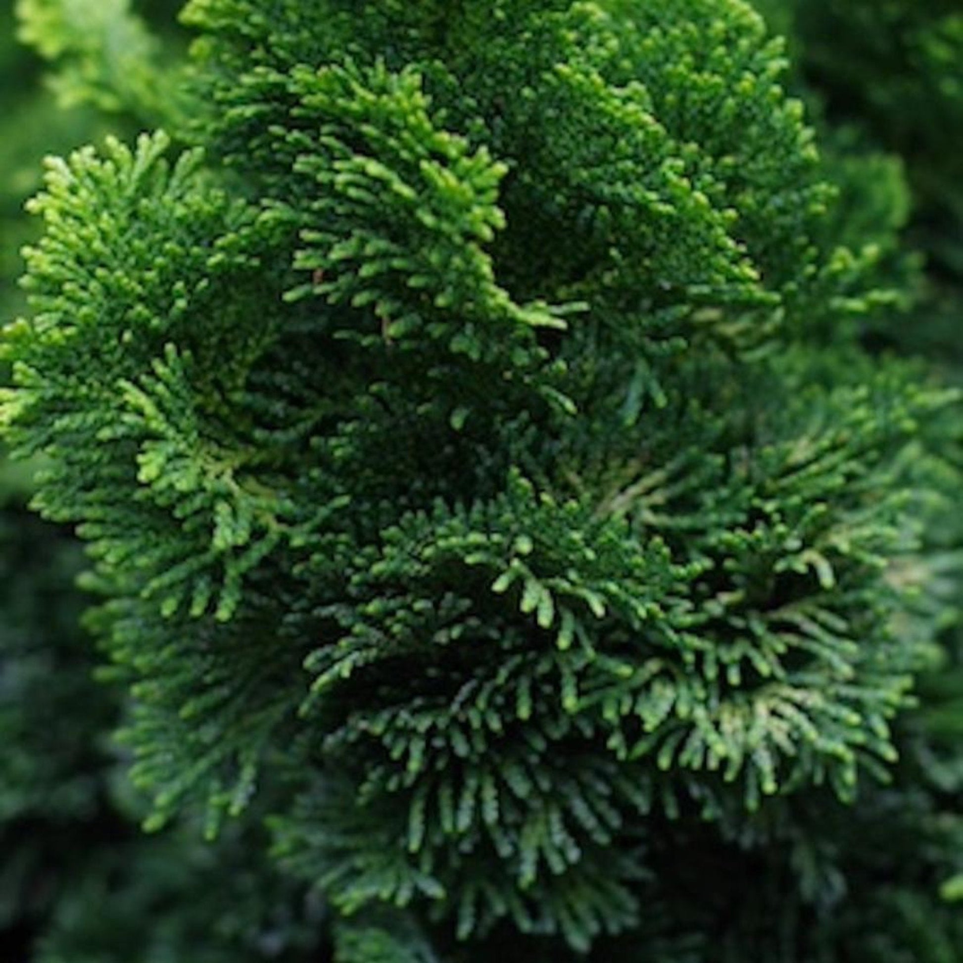 Dwarf Hinoki Cypress Tree
