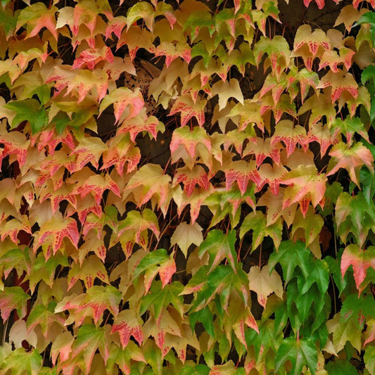 Green Showers Boston Ivy