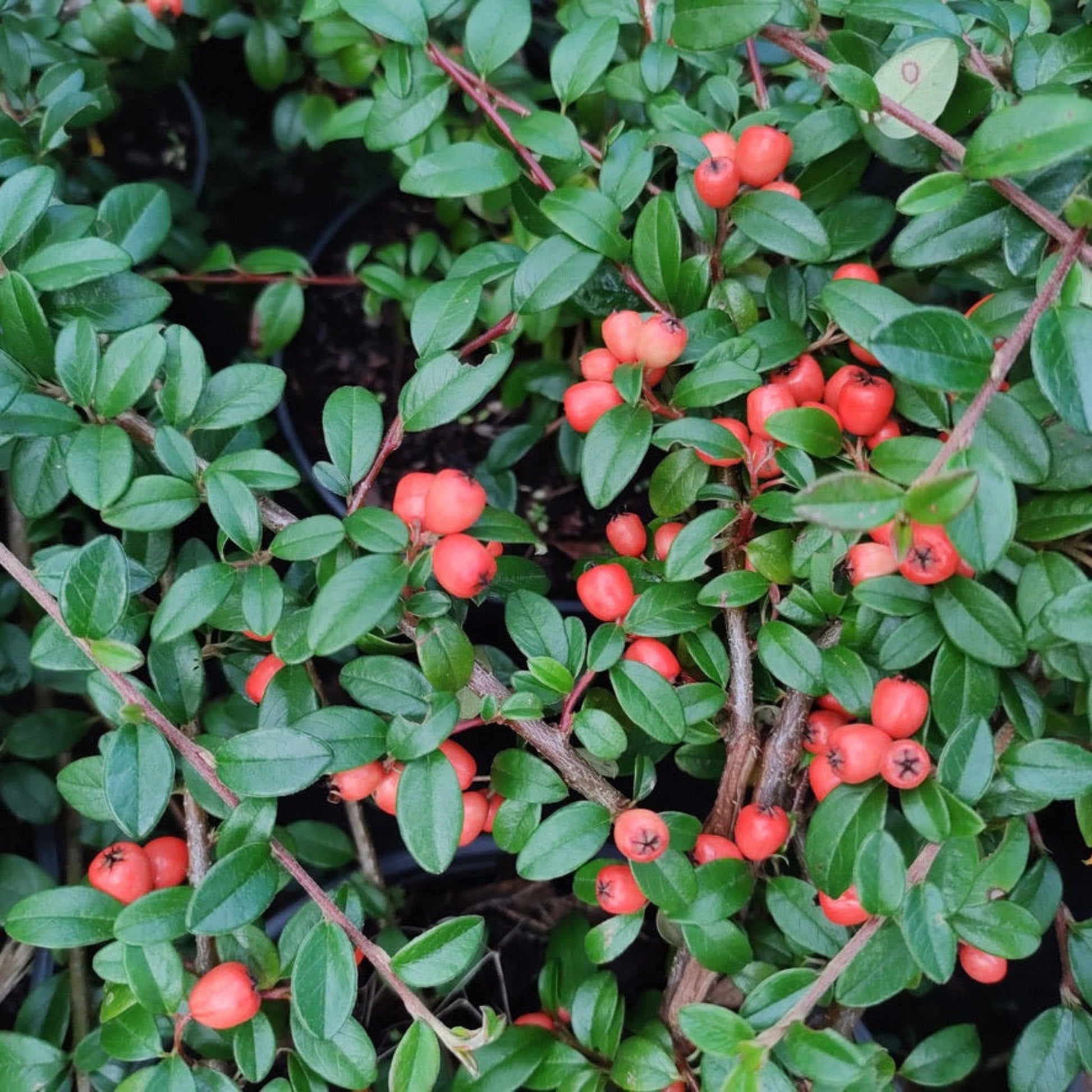 Coral Beauty Cotoneaster