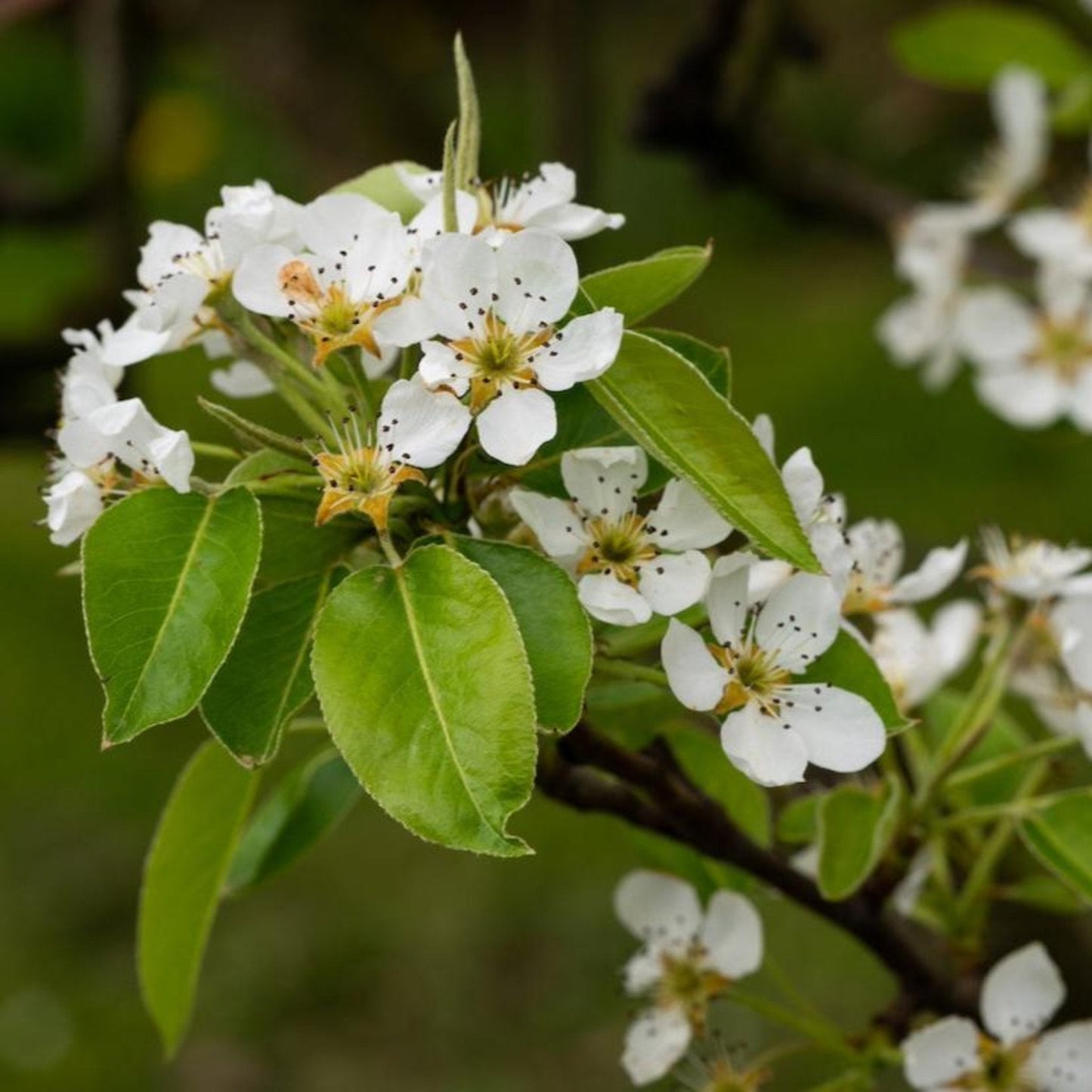 D'Anjou Pear Tree flowers
