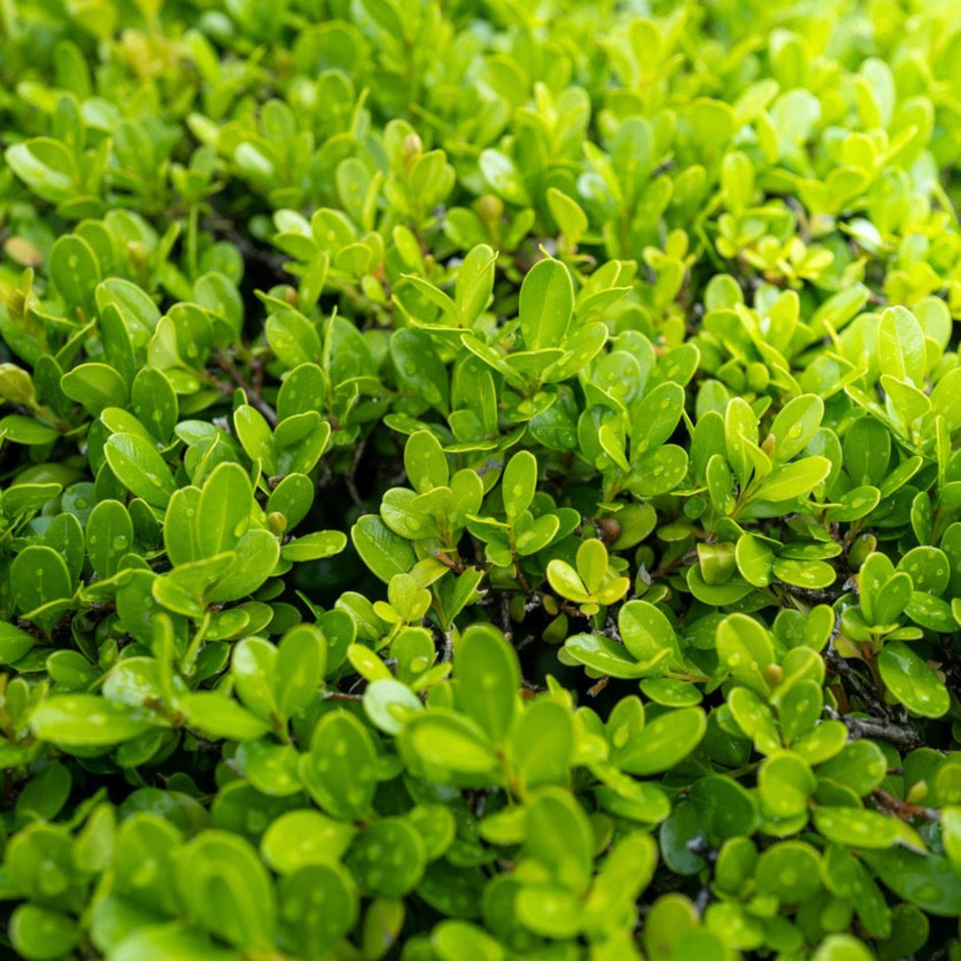 Sprinter® Boxwood