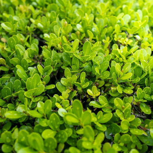 Sprinter® Boxwood