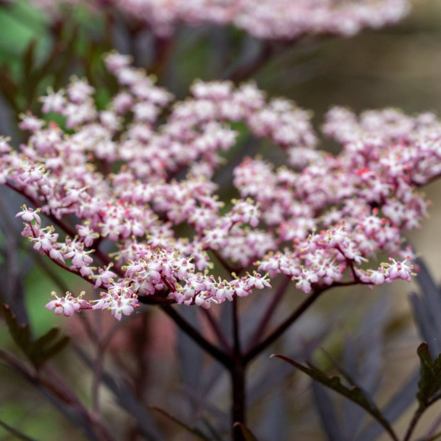 Black Beauty® Elderberry