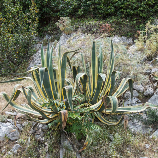 Agave Americana 'Variegata'
