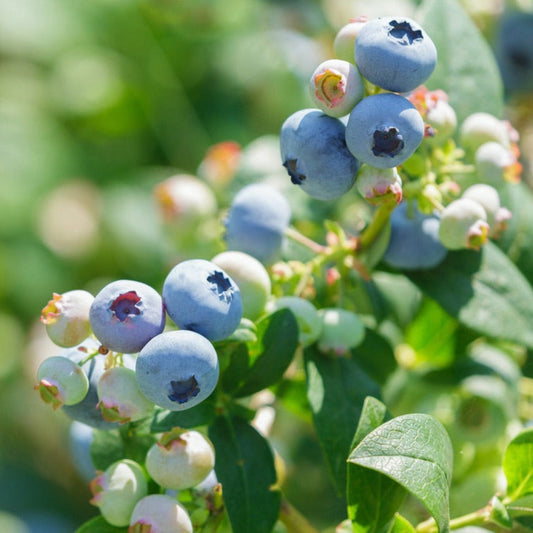 Sweetheart Blueberry