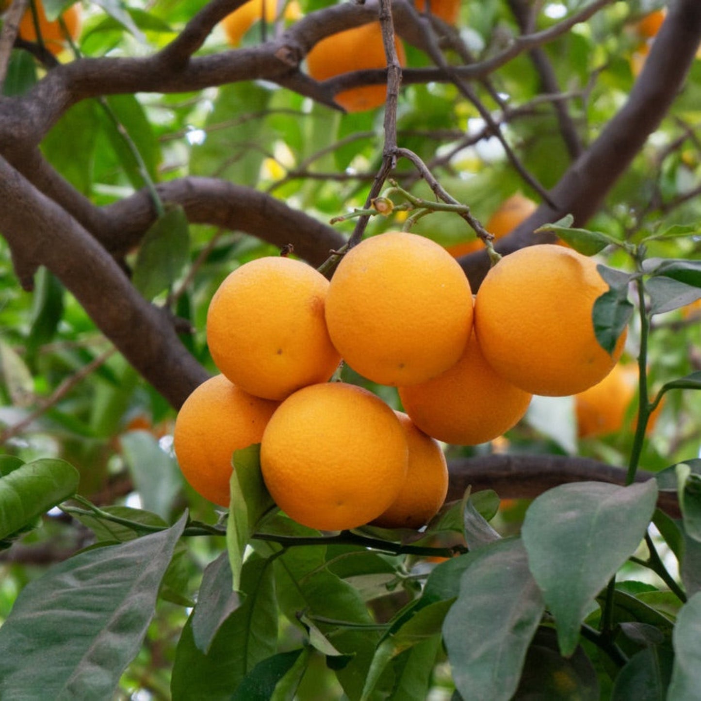 Washington Navel Orange Tree
