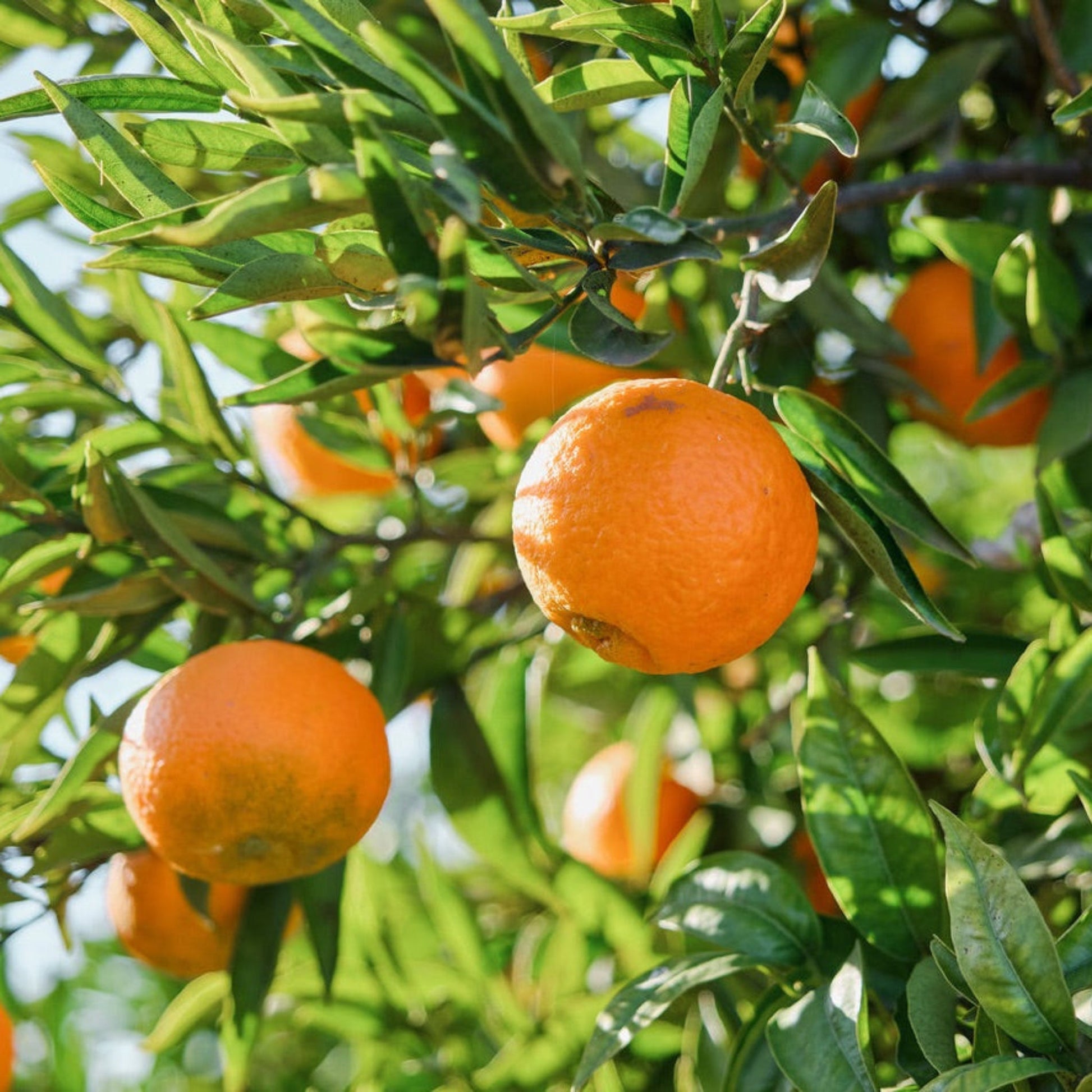 Valencia Orange Tree