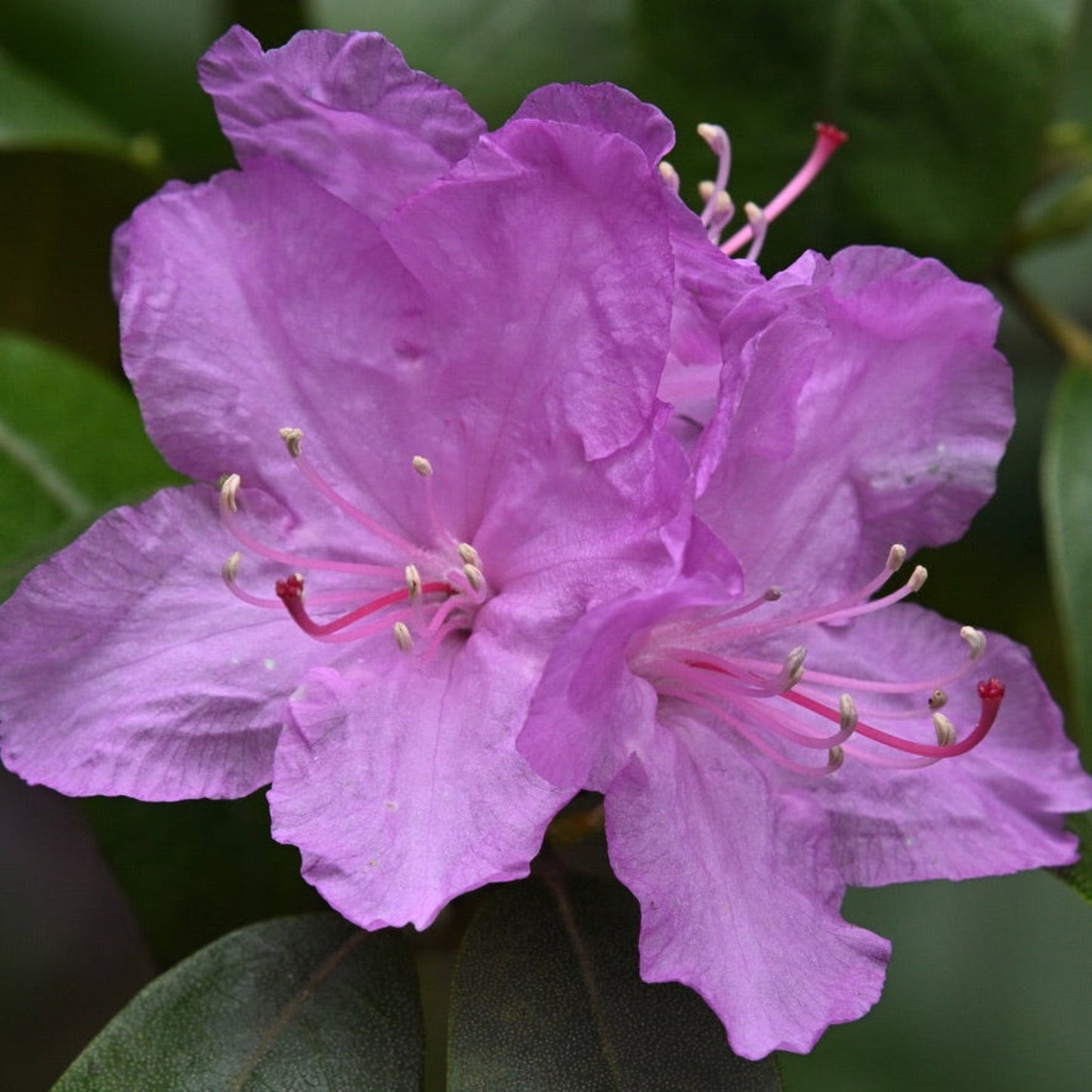 PJM Rhododendron