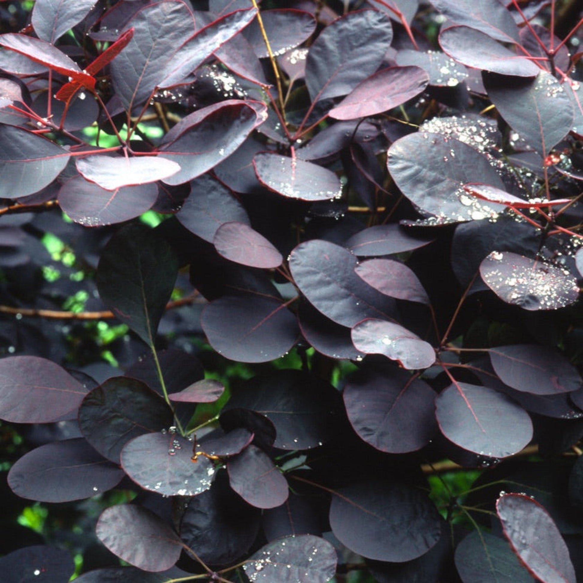 Royal Purple Smoke Bush