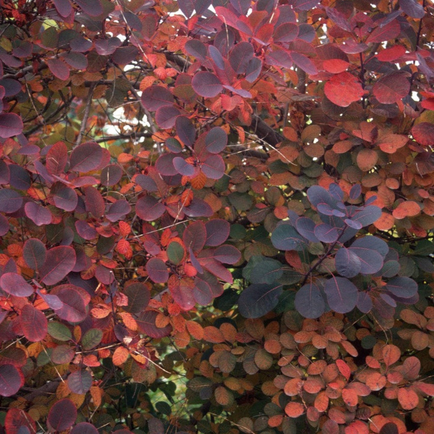 Royal Purple Smoke Bush