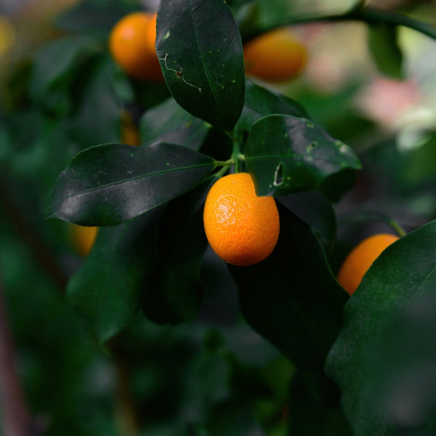 Nagami Kumquat Tree