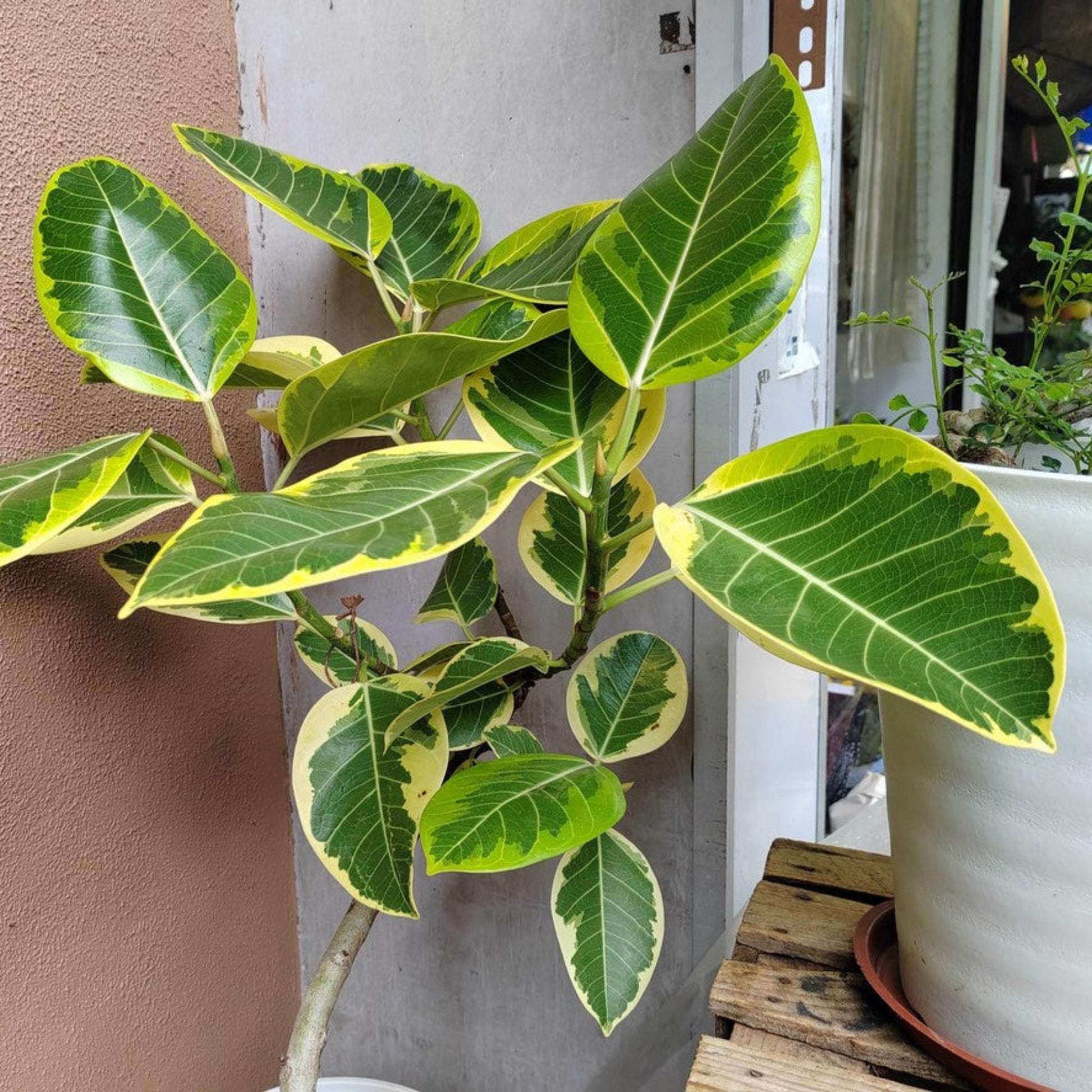 Ficus Altissima