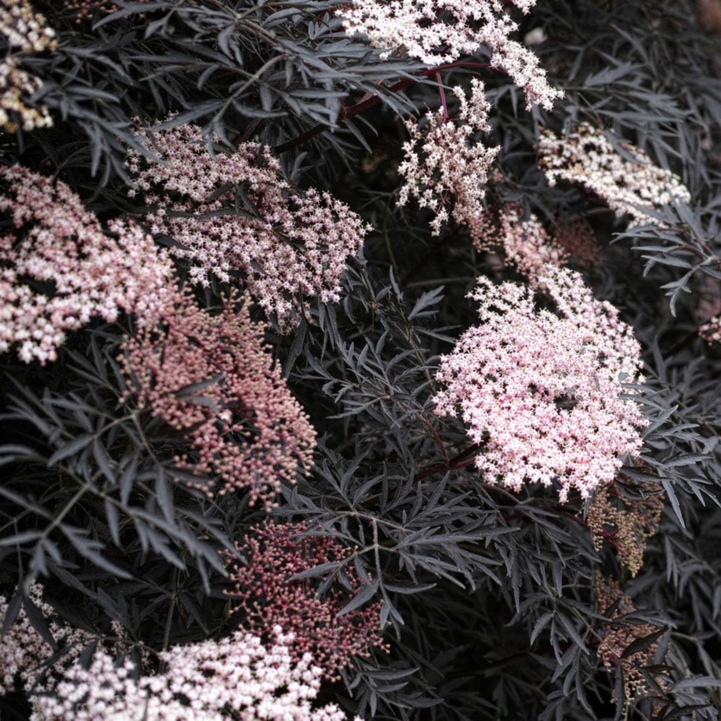 Black Lace® Elderberry
