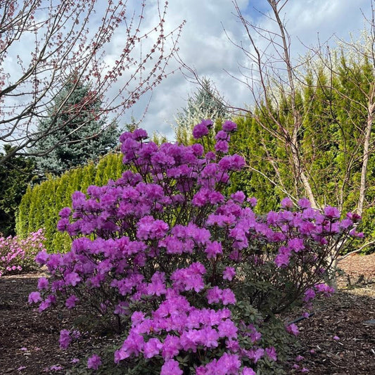 PJM Rhododendron