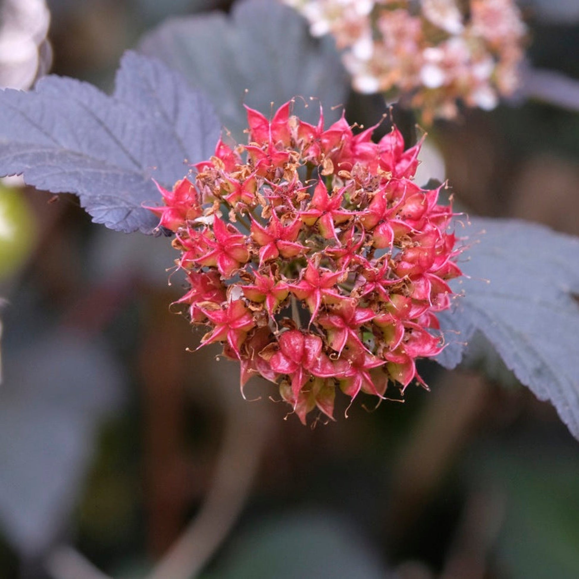 Ginger Wine® Ninebark