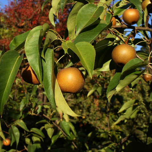 20th Century Asian Pear
