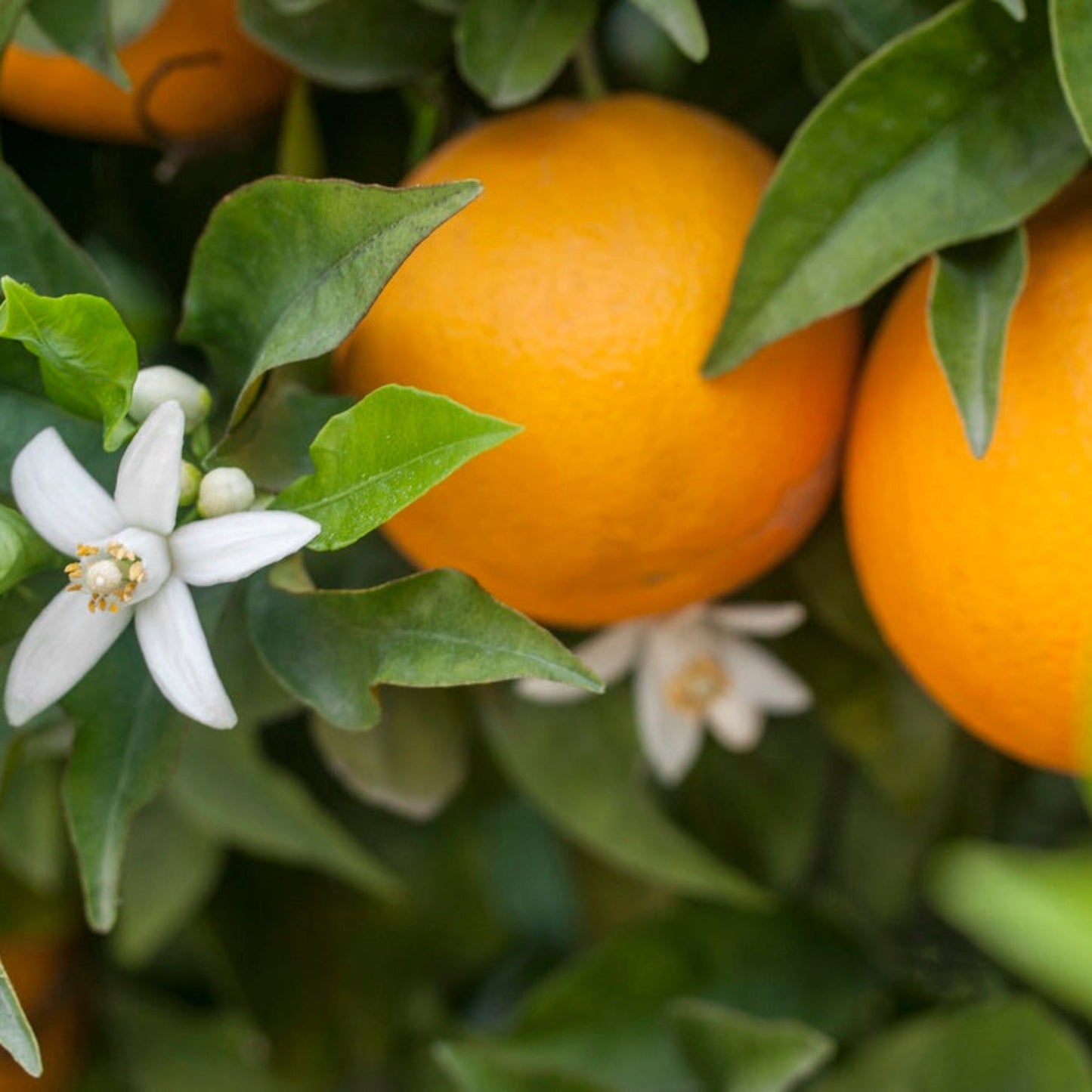 Hamlin Orange Tree