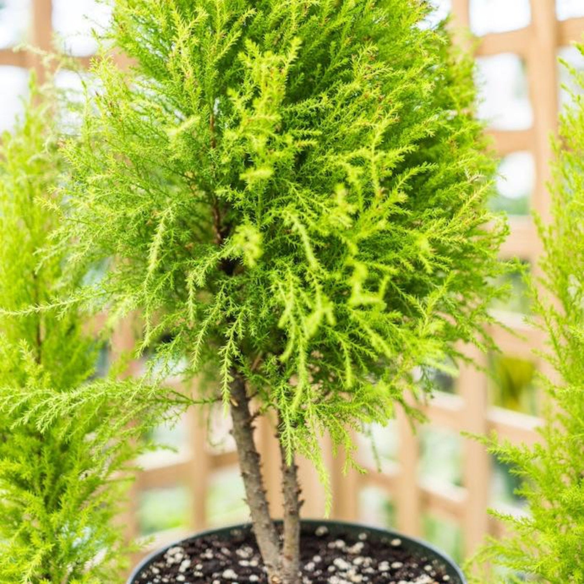 Lemon Cypress Topiary