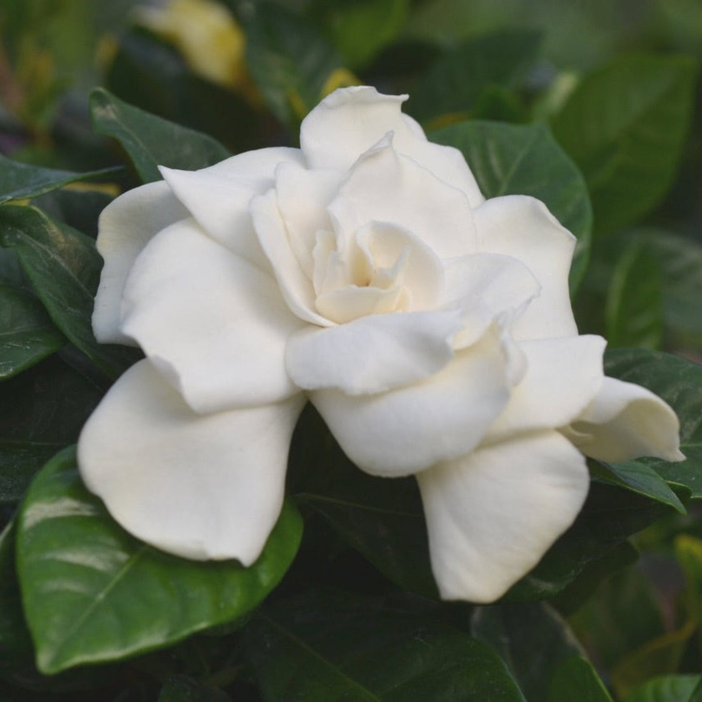 Gardenia Tree
