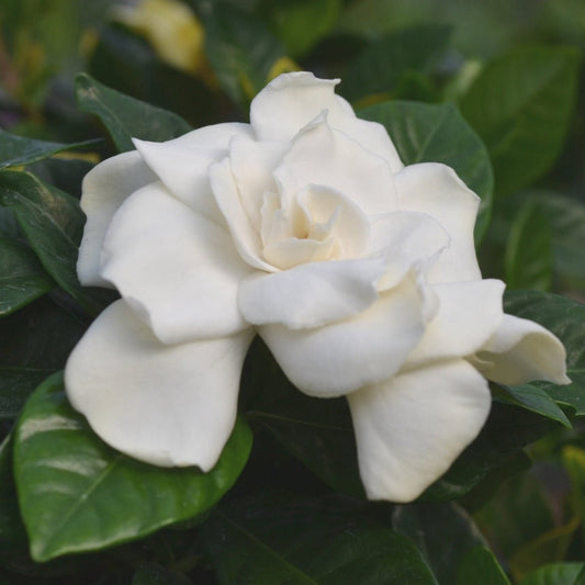 Braided Gardenia Tree