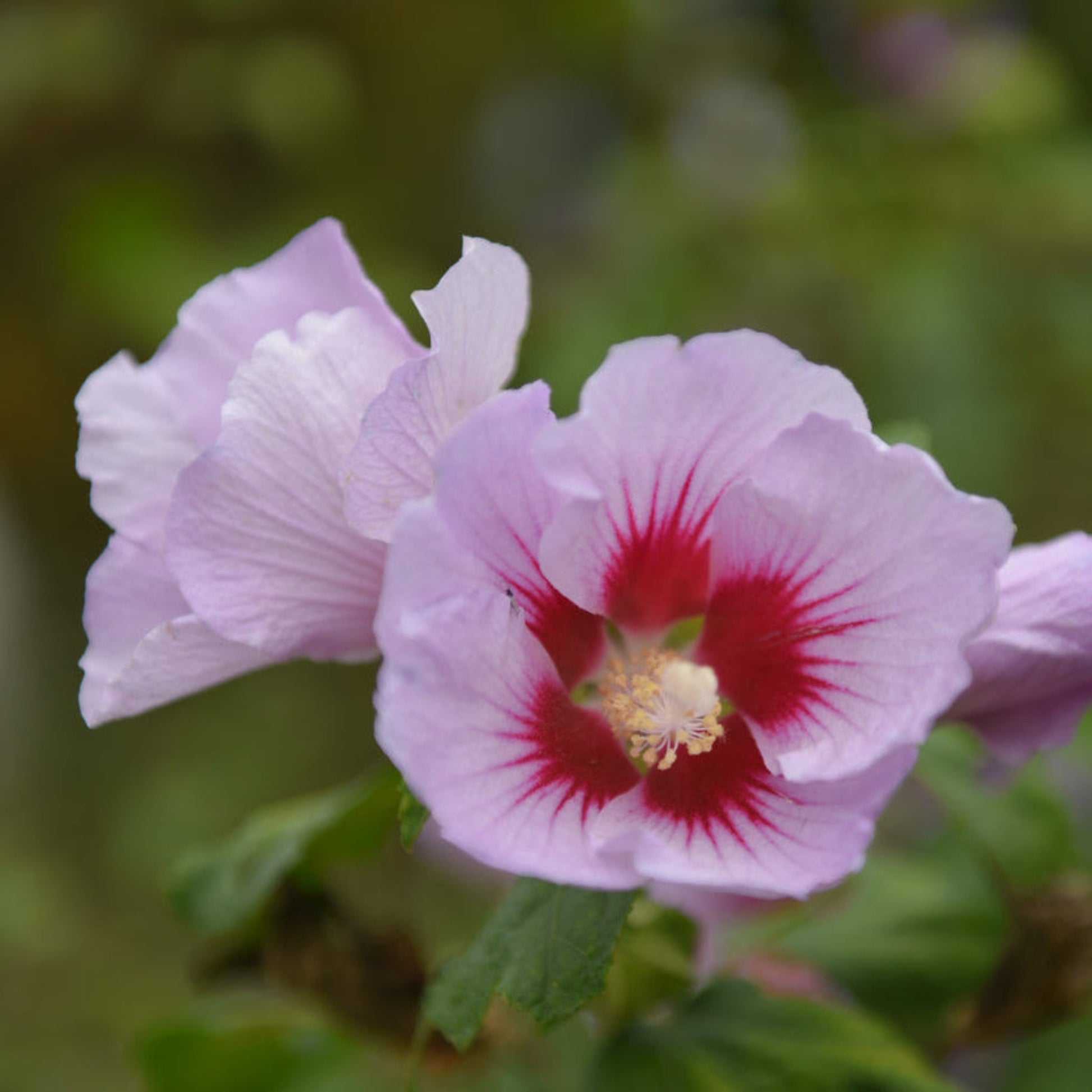 Purple Pillar® Rose of Sharon