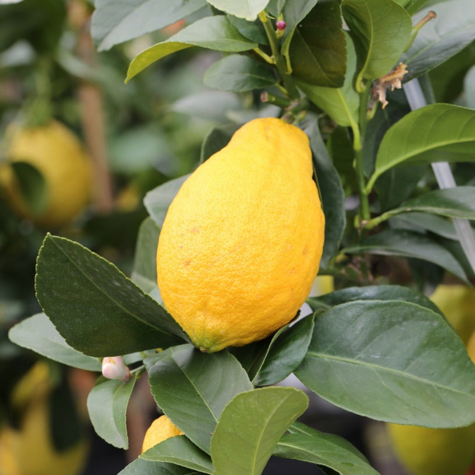 Harvey Lemon Tree