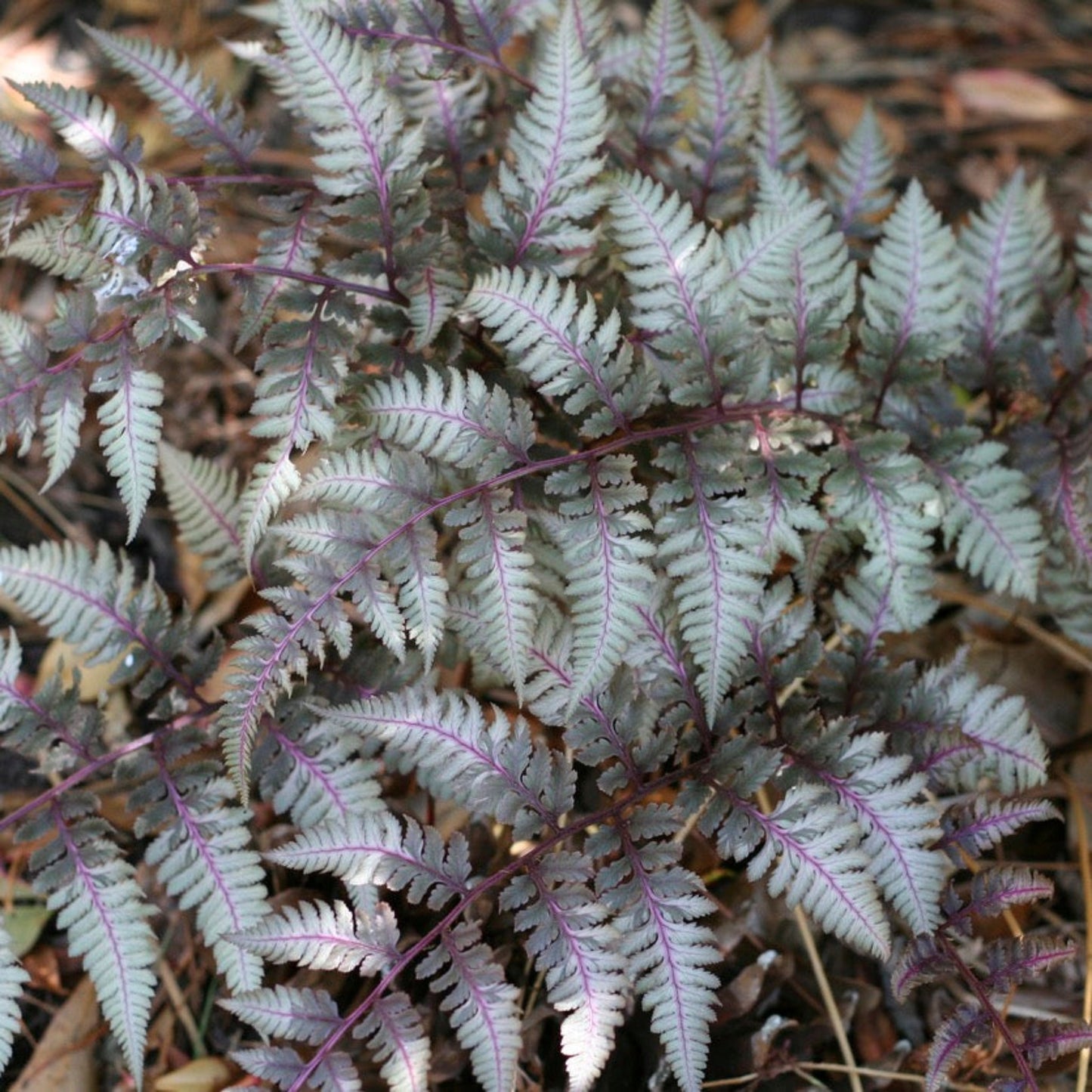 Japanese Painted Fern