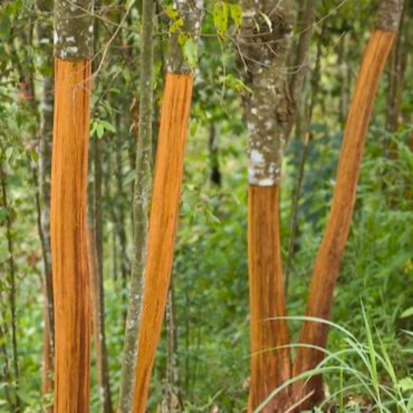 Cinnamon tree bark