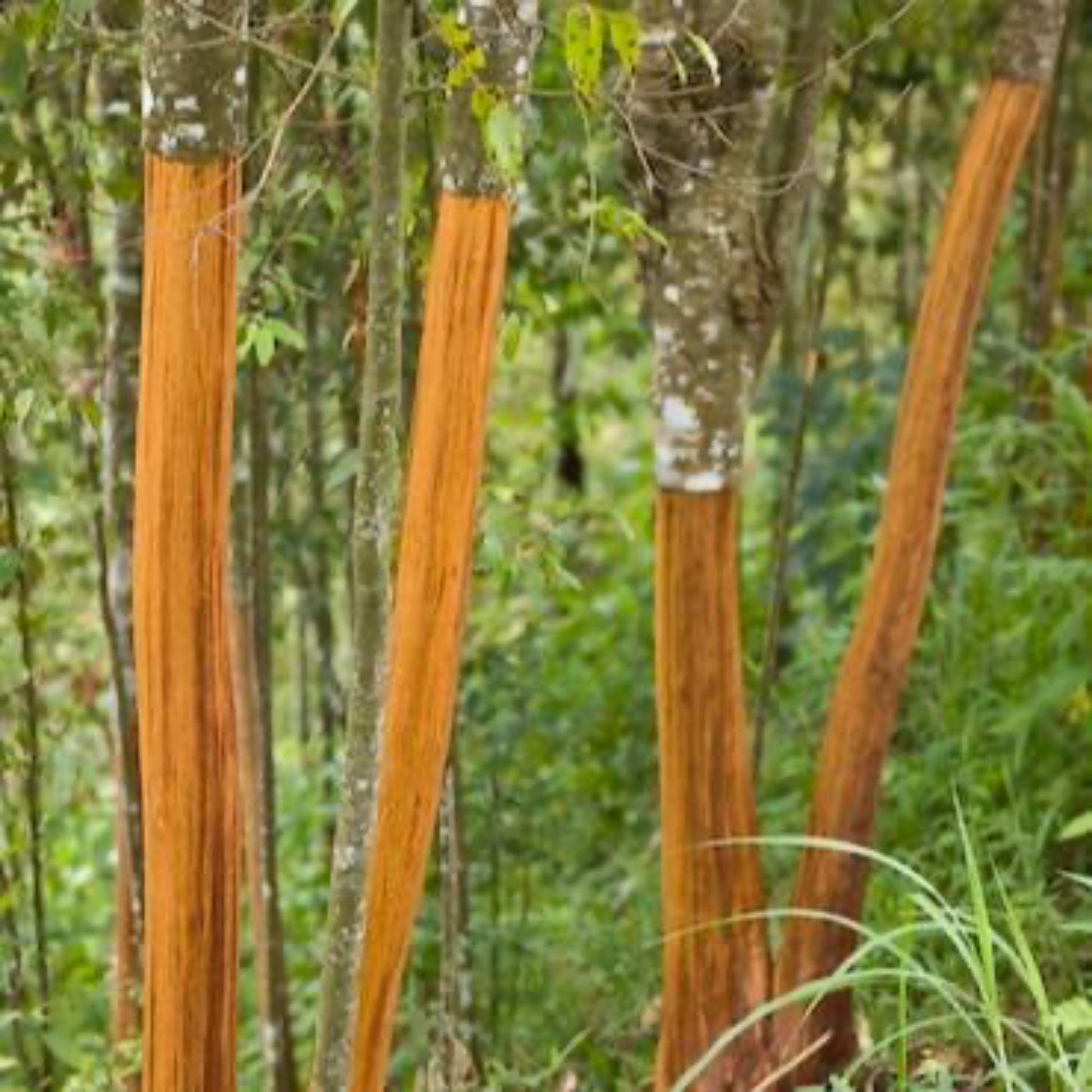 Cinnamon tree bark