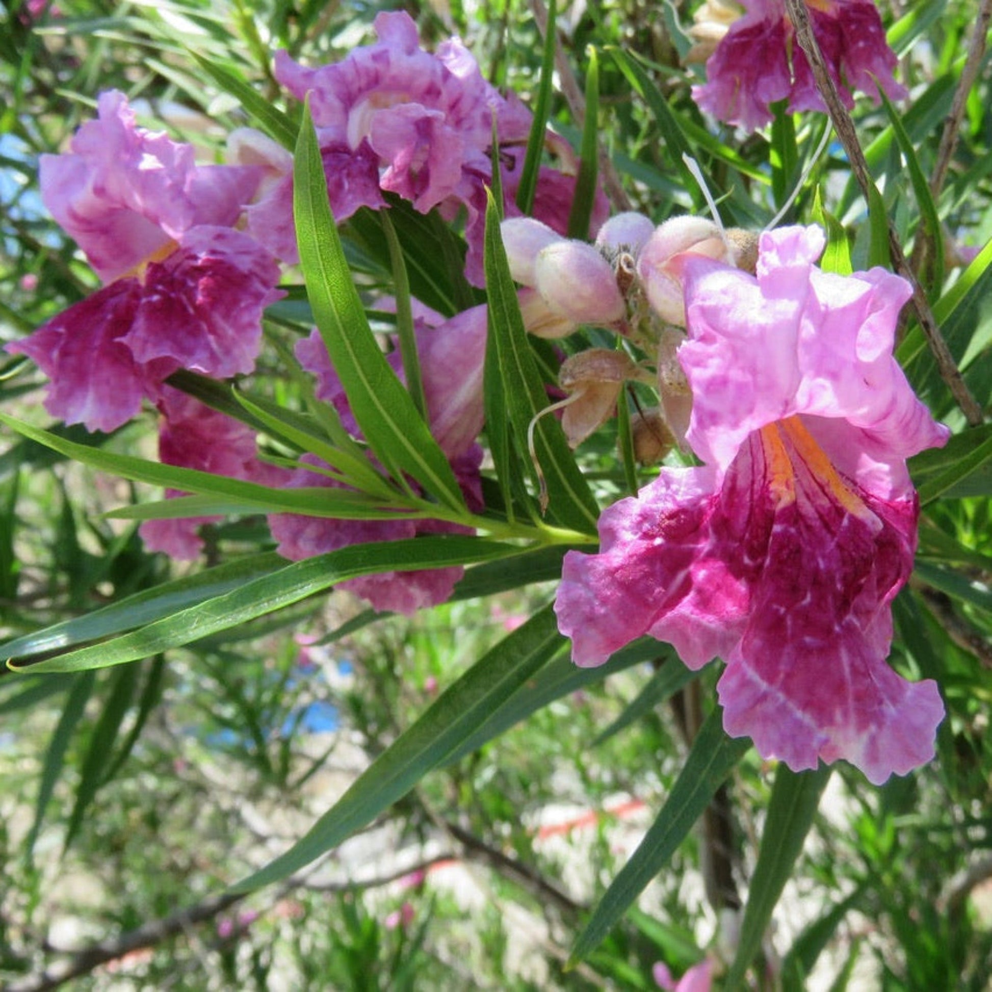 Bubba Jones Desert Willow Tree