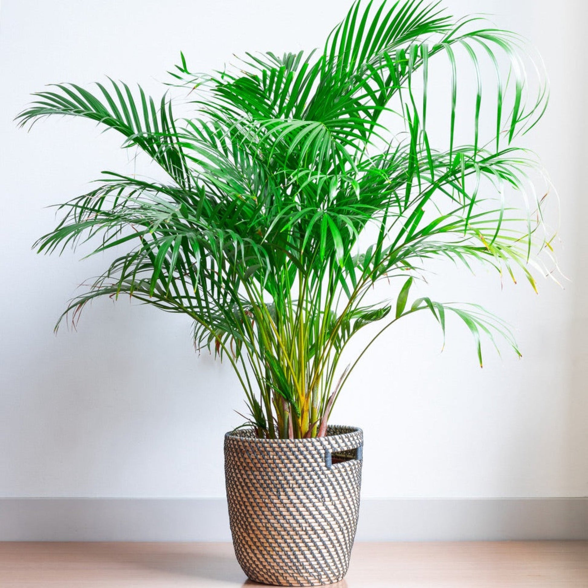 Areca Palm Tree