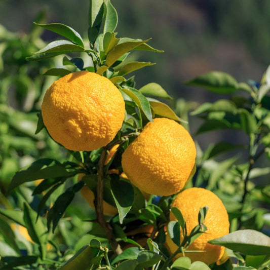 Yuzu Tree