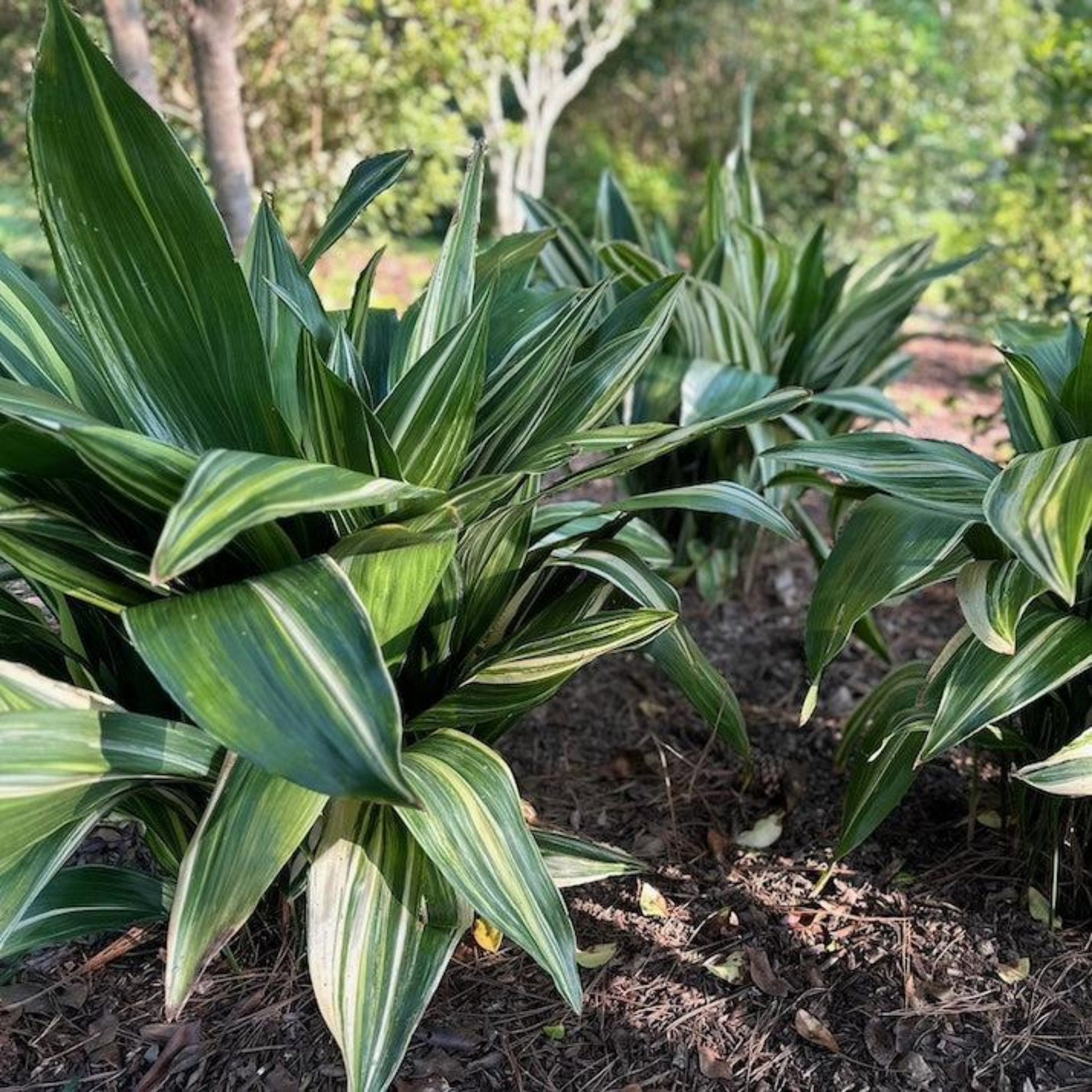 Variegated Cast Iron