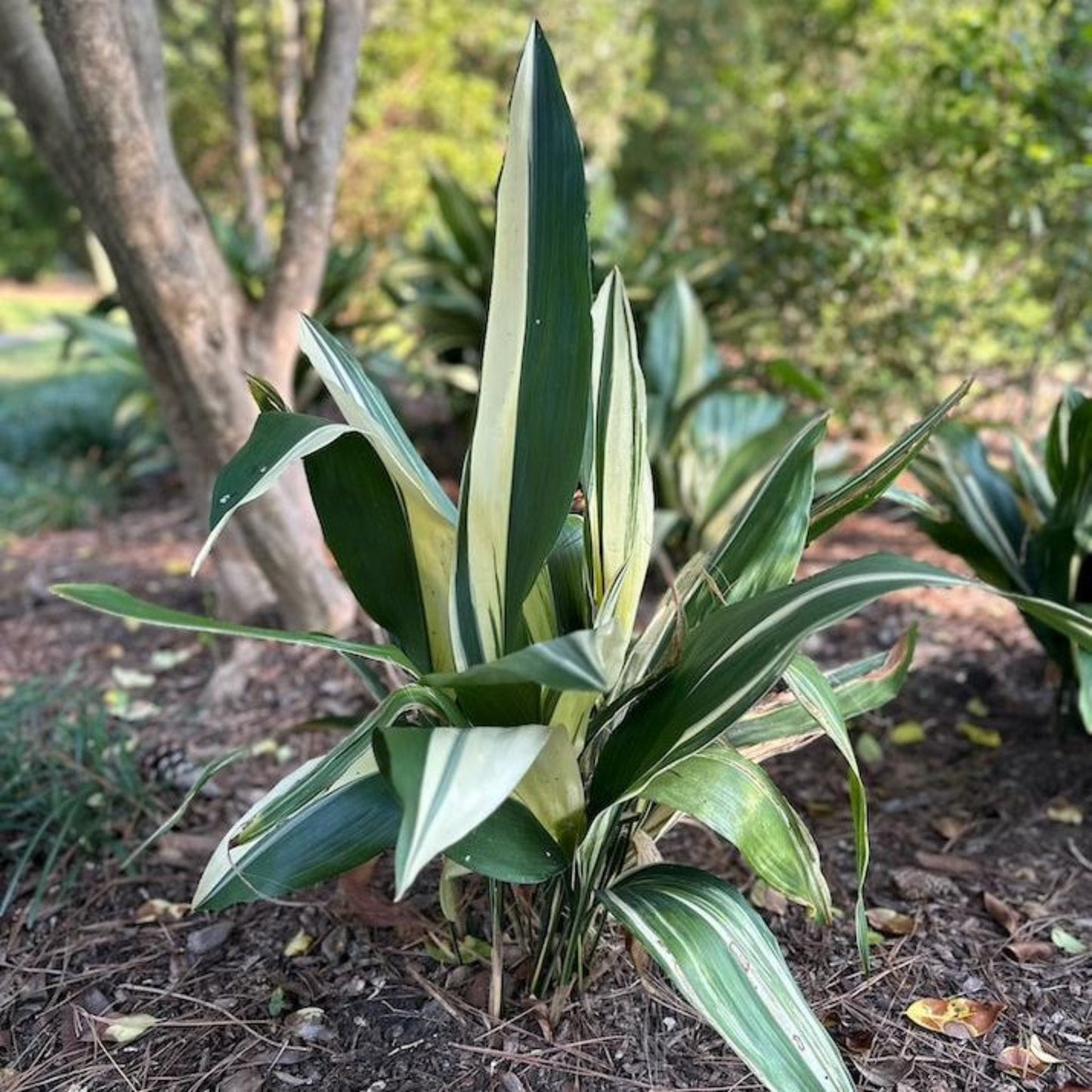 Variegated Cast Iron