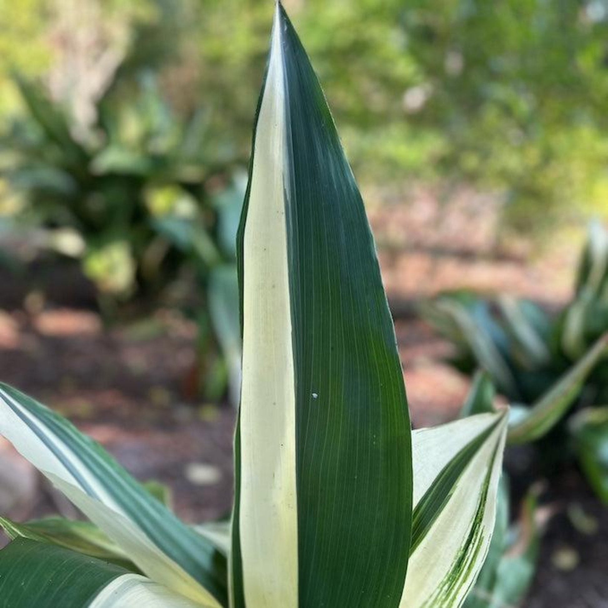 Variegated Cast Iron