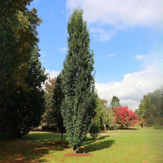 Skinny Genes Oak Tree