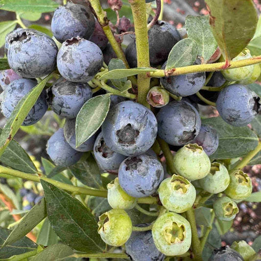 Mini Blues Blueberry